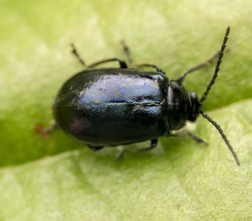 Réf. 356 760 : Agelastica alni